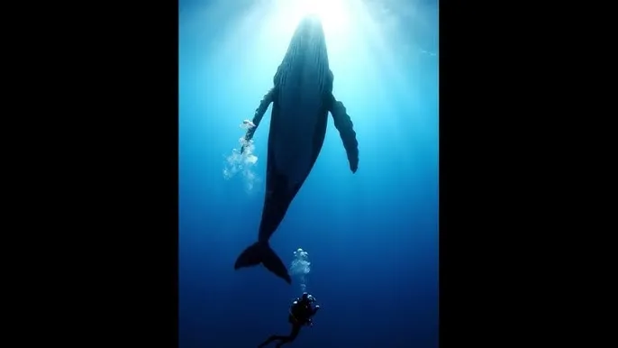 海角 - 深蓝星球：探索海洋深处的未知世界